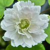Thalictrum-thalictroides-silenced