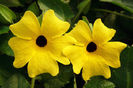 Thunbergia-Yellow-Web-2