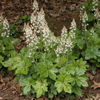 Tiarella (1)