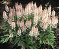 tiarella 1