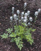 Tiarella%20