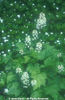 Tiarella%20cordifolia