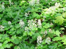 tiarella