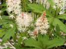 tiarella_cordifolia