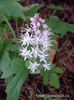 tiarella-iron-butterfly-flower-closeup