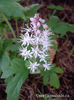 tiarella-iron-butterfly-flower-closeup