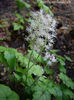 tiarella-jeepers-creepers-flower1
