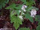 tiarella-oregon-trail-flowers-400x300