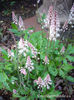 tiarella-pink-skyrocket-foamflower-in-front-of-birdbath