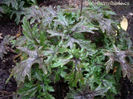 tiarella-pink-skyrocket-foam-flower-leaves-400x300