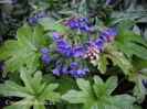 tiarella-pink-skyrocket-foam-flower-with-pulmonaria-flowers-400x300