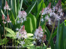 tiarella-spring-symphony-starting-to-flower-in-spring-400x300