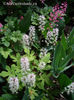 tiarella-spring-symphony-white-fluffy-flowers