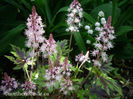 tiarella-sugar-and-spice-foamflower-with-convallaria-400x300