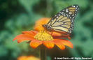 Tithonia%20rotundifolia