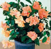 top-10-cele-mai-populare-plante-de-apartament-trandafirul-japonez-300x287