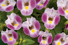 torenia_rose_moon