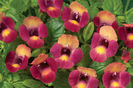 Torenia-Magenta-Dreams