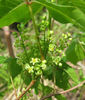 Toxcodendron_radicans_blooms