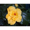 trandafir-japonez-batut-hibiscus-koenig