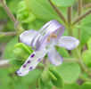 Trichostema_dichotomum_flower_web