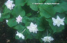 Trillium%20grandiflorum%20