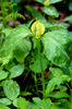 Trillium_recurvatum_f._luteum_