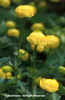 Trollius%20x%20cultorum