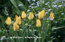 Tulipa%20batalinii%20