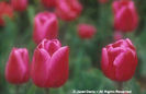 Tulipa%20