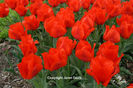 Tulipa-