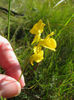 Utricularia_cornuta_2011_August_10-17_010_web