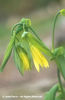 Uvularia%20grandiflora