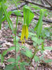 Uvularia_grandiflora_flower,_May_2-8,_2011_039_web_resized