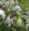 vaccinium_arboreum_flowers_close_Wilmington_2012_April_22_005_web_resized