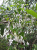 vaccinium_arboreum_Wilmington_2012_April_22_003_web_resized