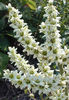Veratrum%20californicum