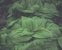 Veratrum%20nigrum