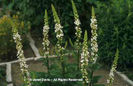 Verbascum%20chaixii%20f_%20album