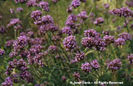 Verbena%20bonariensis