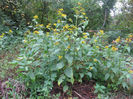 Verbesina_occidentalis_plants