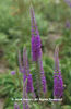 Veronica%20longifolia%20