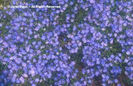 Veronica%20peduncularis%20