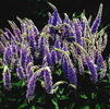 Veronica%20spicata