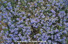 Veronica%20thymoides