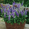 veronica_blue_bouquet_2