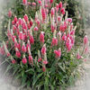 veronica_pink_goblin_2