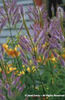 Veronicastrum%20virginicum%20