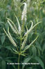 Veronicastrum%20virginicum