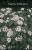Viburnum%20davidii